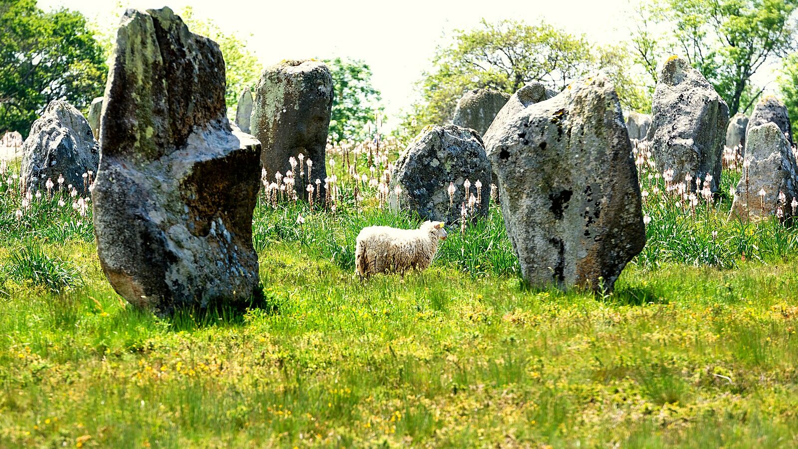 Menhirs de l'alignement de Kermario à Carnac, avec un mouton qui paît entre les pierres