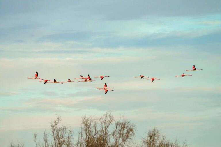 Vol de flamants roses au-dessus des étangs de Camargue