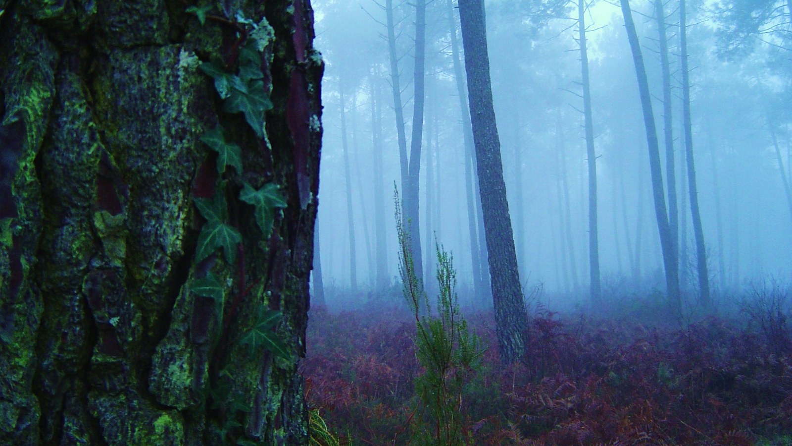 Pins maritimes dans le brouillard au-dessus d'un sous-bois de fougères rousses, dans la forêt des Landes de Gascogne