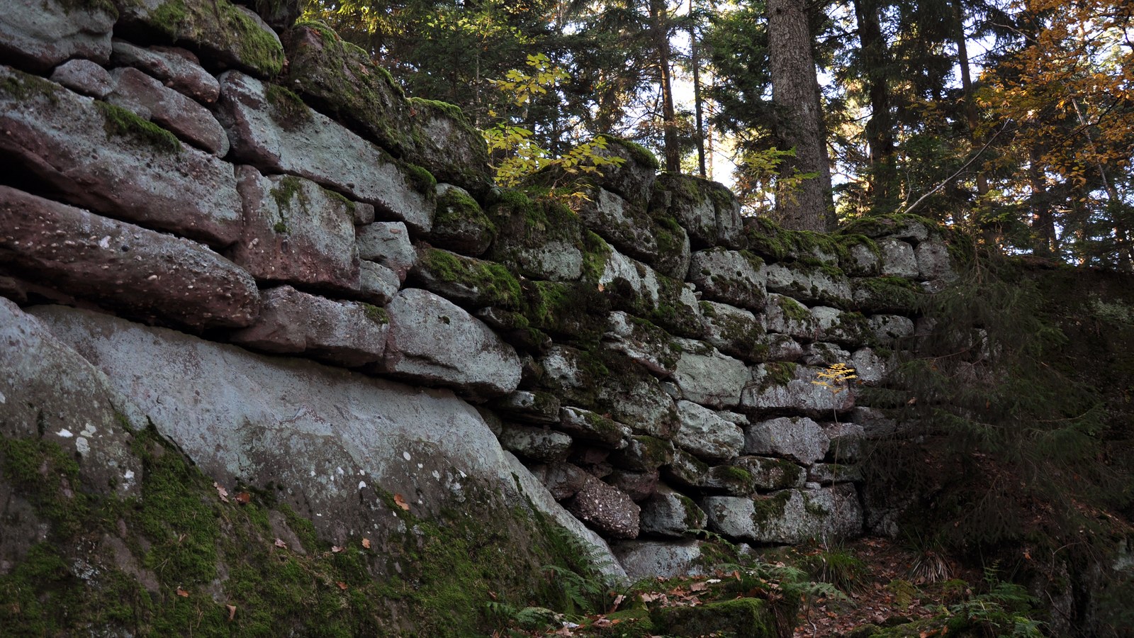 Un tronçon du Mur païen en gros blocs de grès moussus empilés sans mortier, en sous-bois sur le mont Sainte-Odile