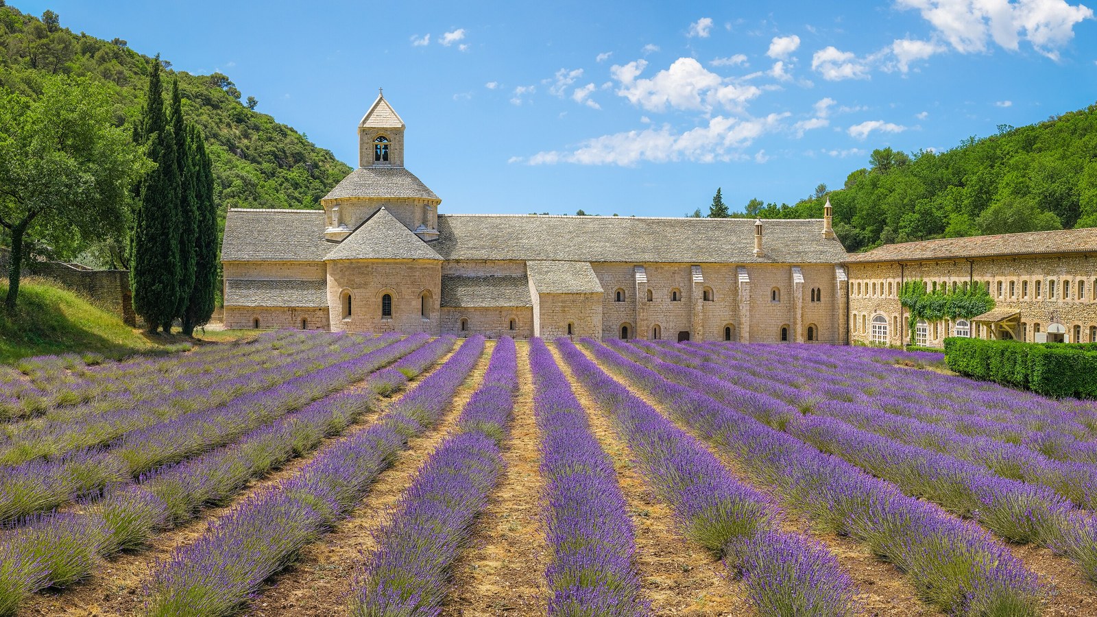 L’abbaye Notre-Dame de Sénanque, son clocher et son chevet en pierre, derrière des rangs de lavande en fleur, au pied d’une colline boisée.