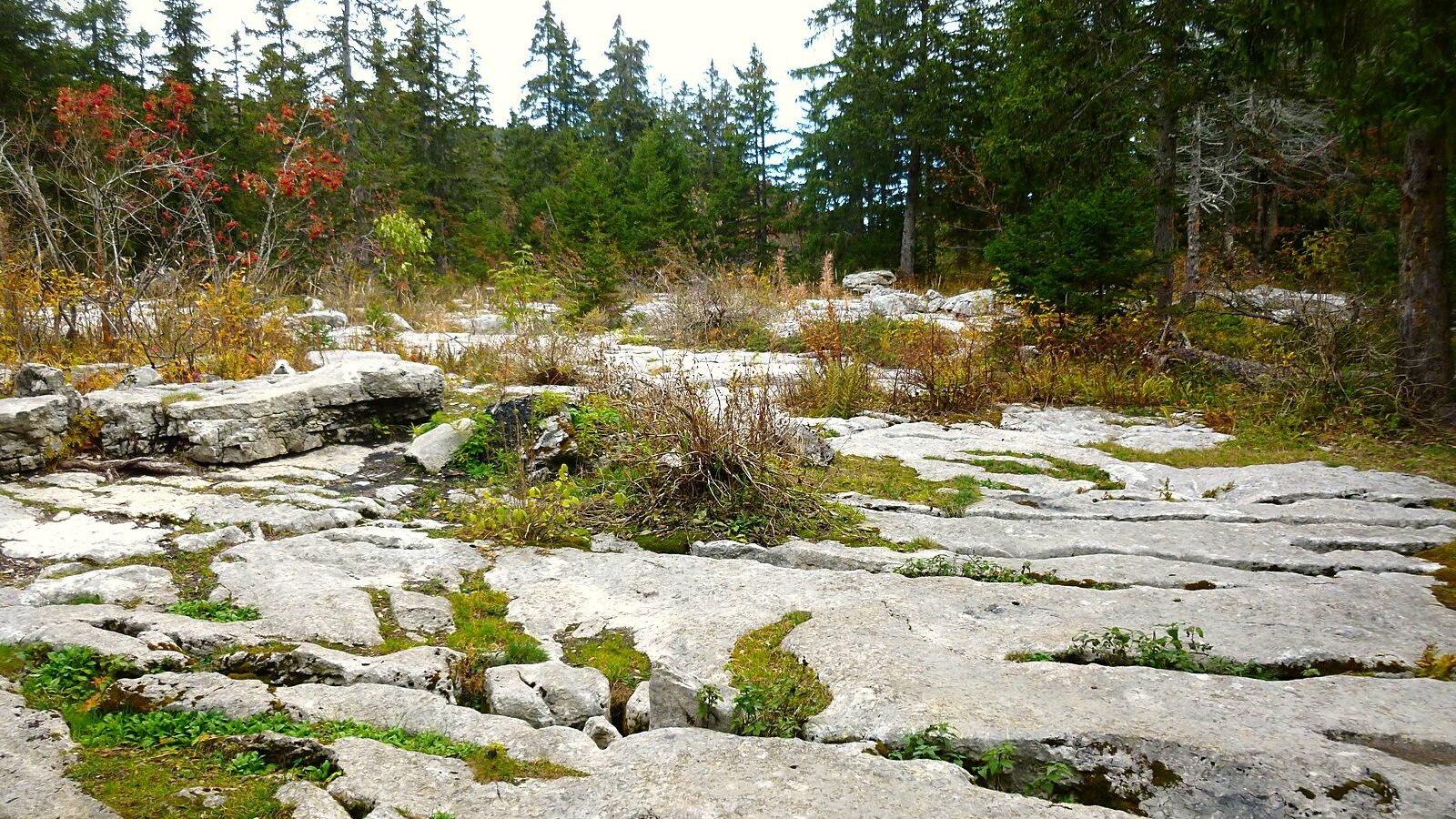 Le lapiaz calcaire du plateau de Sornin, à proximité de l'entrée du gouffre Berger