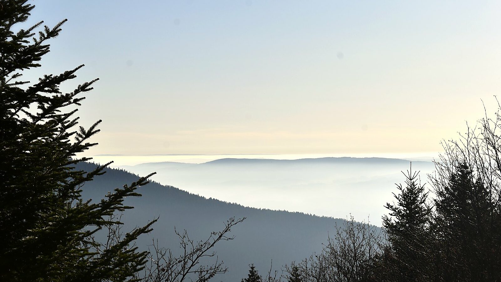 Les landes rases des Hautes Chaumes, dans les monts du Forez