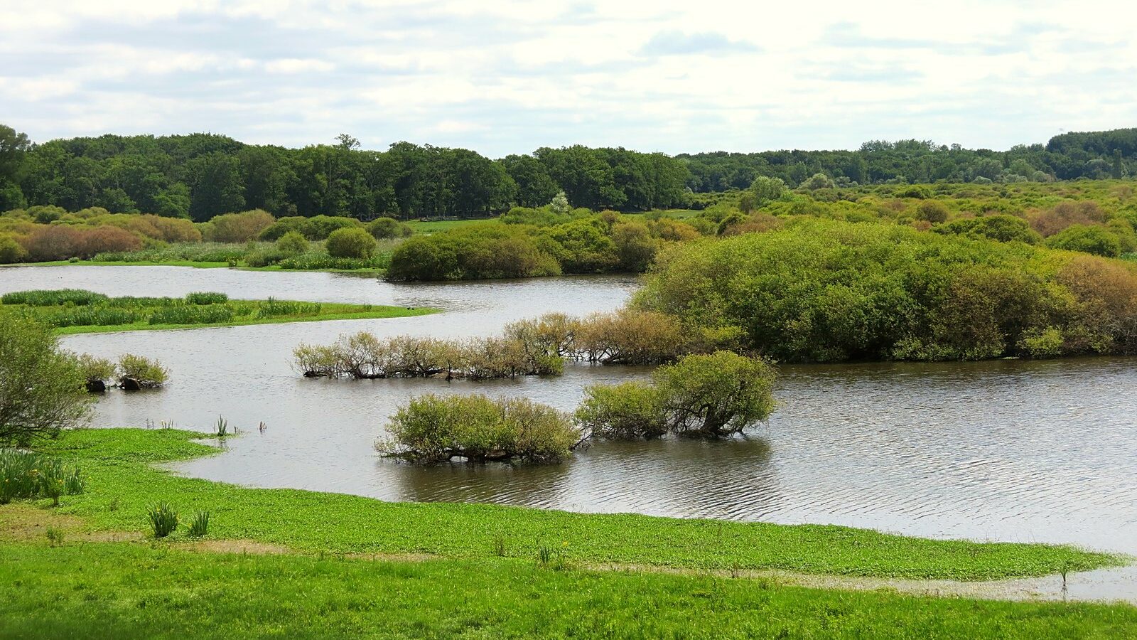 Le lac de Grand-Lieu et sa couronne de prairies inondées, bordée de saules