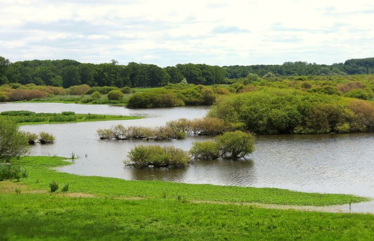 Le lac de Grand-Lieu et sa couronne de prairies inondées, bordée de saules