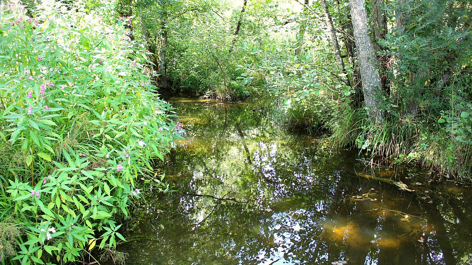 Un chenal d'eau noire traversant le boisement du marais de Lavours
