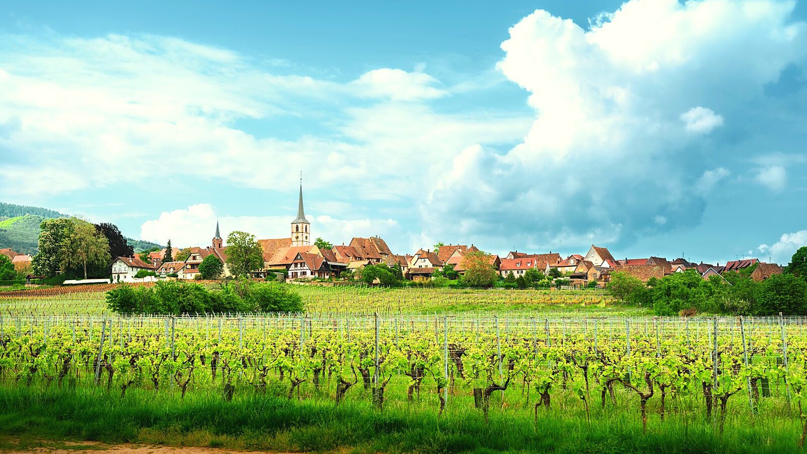 Le village de Mittelbergheim et les rangs de vigne du Zotzenberg au premier plan