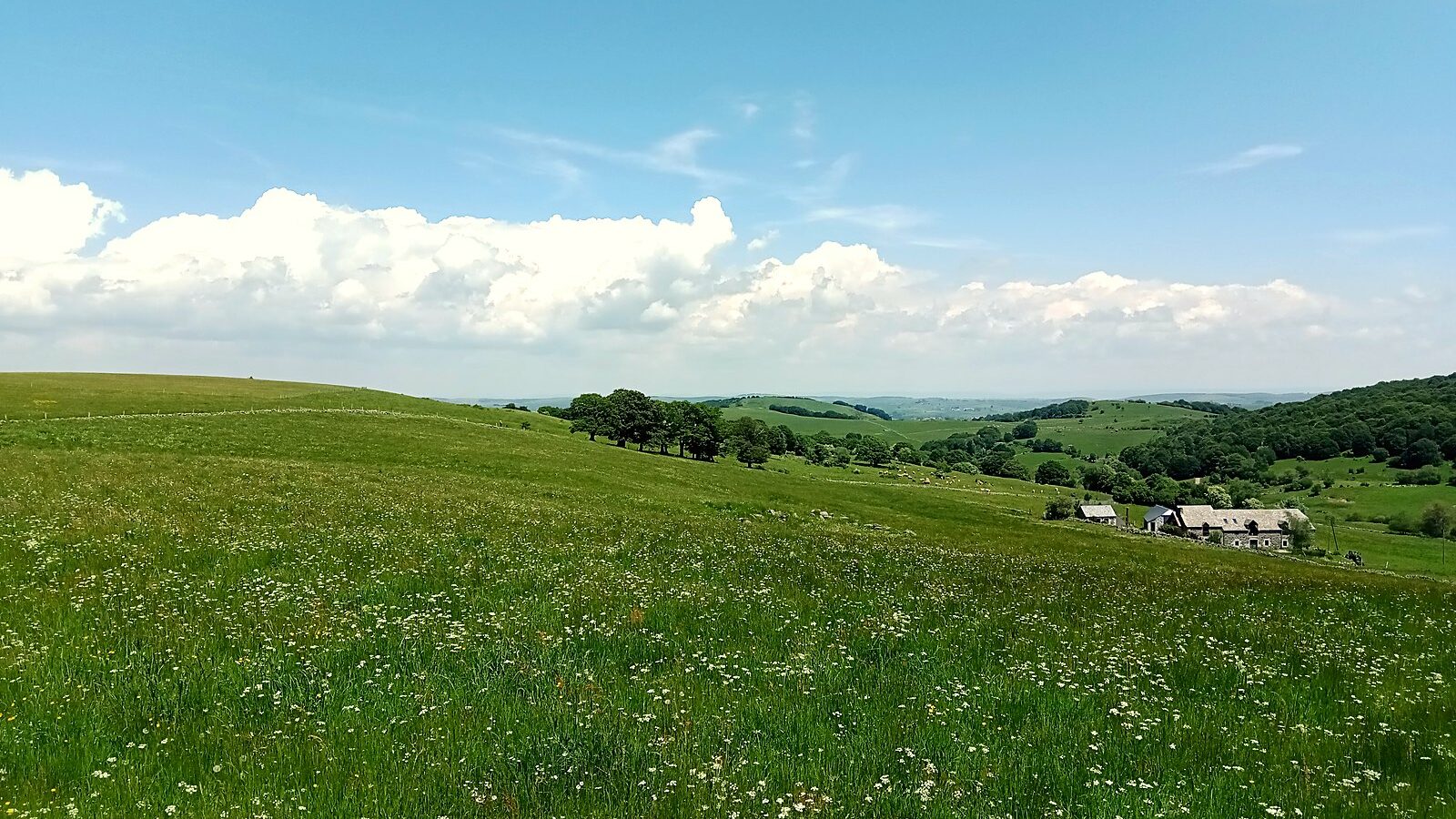 Une estive fleurie du plateau de l'Aubrac, avec un bâtiment d'alpage au loin