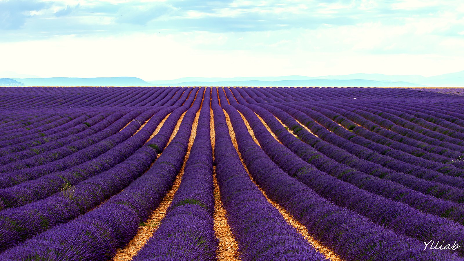 Le plateau de Valensole et ses parcelles de lavandin en fleur