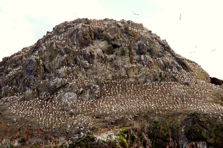 L'île Rouzic et sa colonie de fous de Bassan, dans la réserve des Sept-Îles