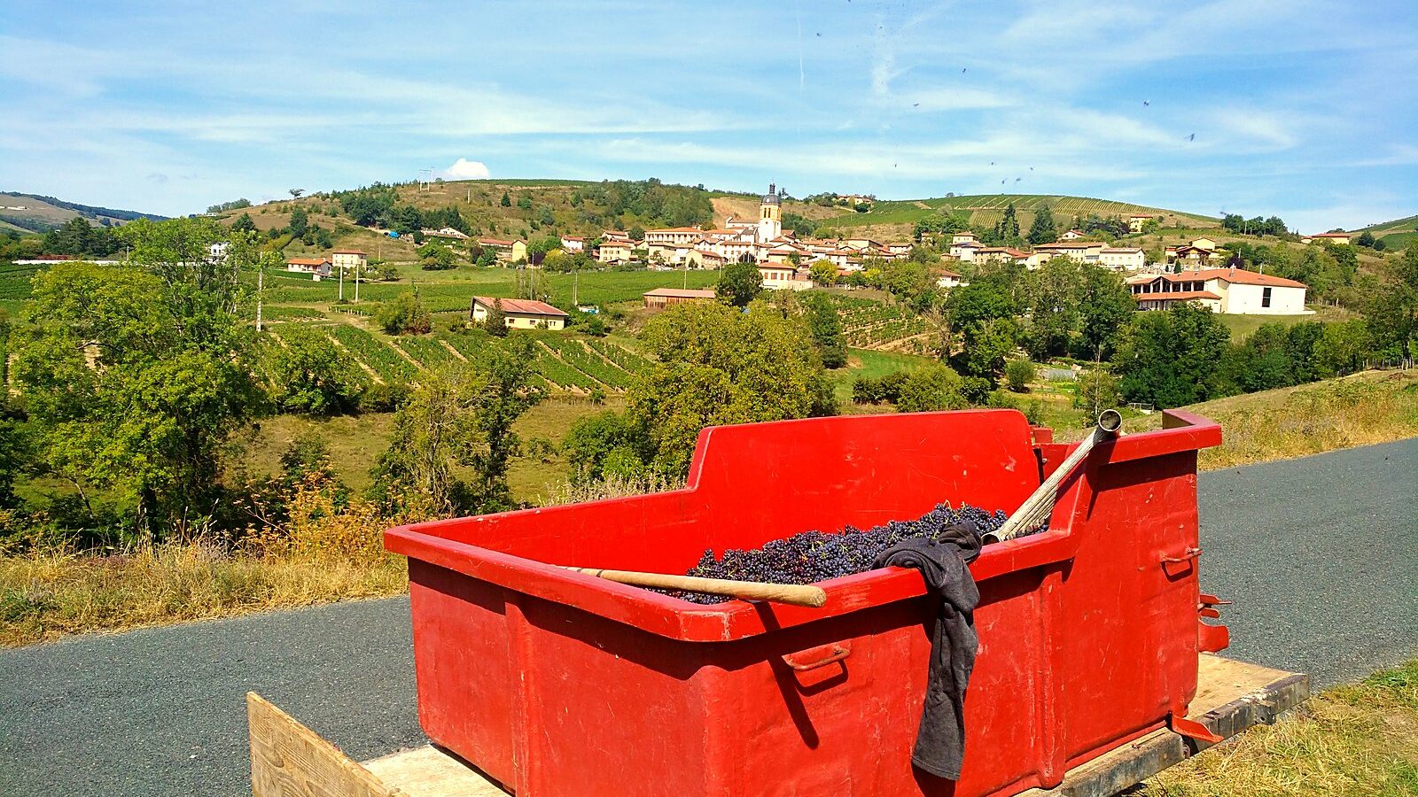 Une benne de vendange remplie de raisin noir, devant les coteaux et le village